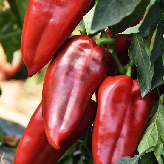 Пипер Слоново ухо