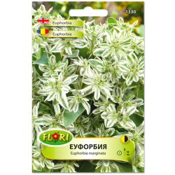 Еуфорбия