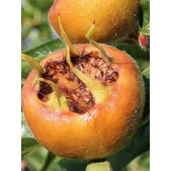 Мушмула /едроплодна/