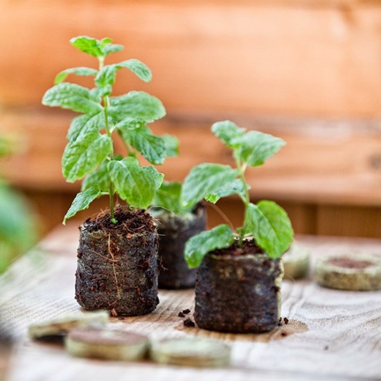 Дехидратирани шайби от кокосови влакна 50 бр