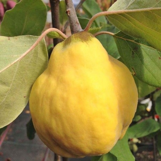 Дюля Триумф