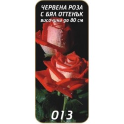 Роза червена с бял оттенък