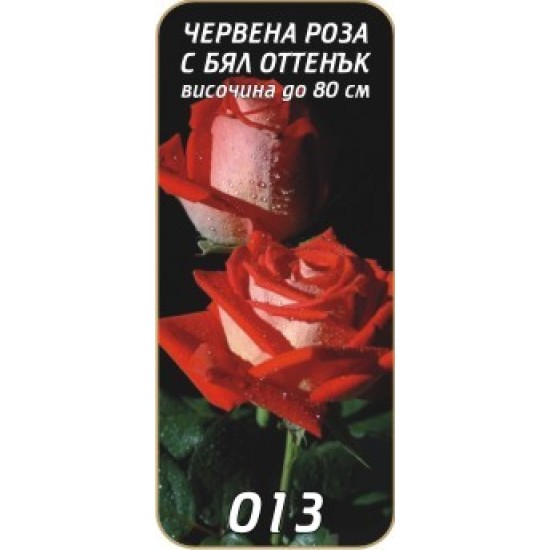 Роза червена с бял оттенък