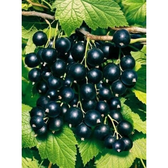 Касис Черно френско грозде 