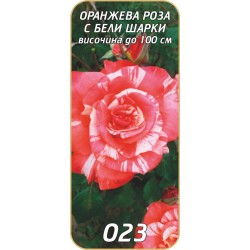 Роза оранжева с бели шарки