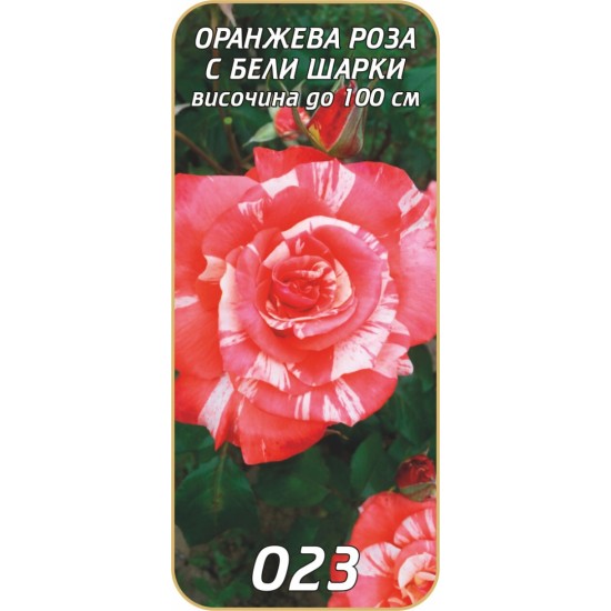 Роза оранжева с бели шарки