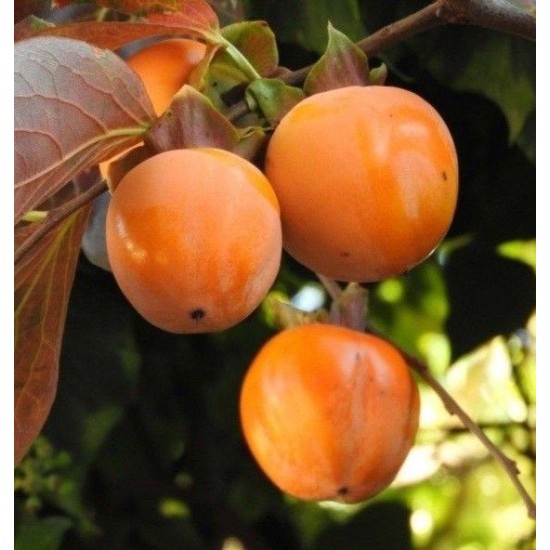 Райска ябълка Рохо Брилянте