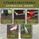 Моркови Нантес на лента 