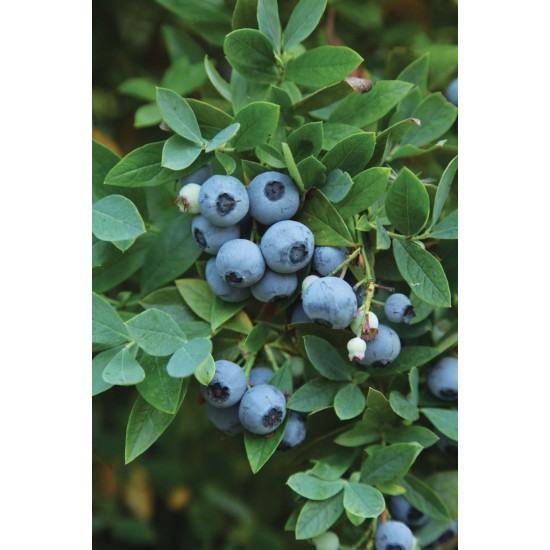 Синя Американска Боровинка Елиът в саксия