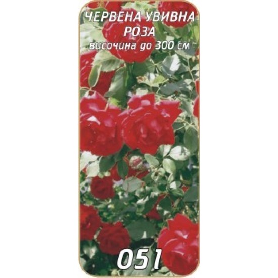 Роза червена увивна /катереща/