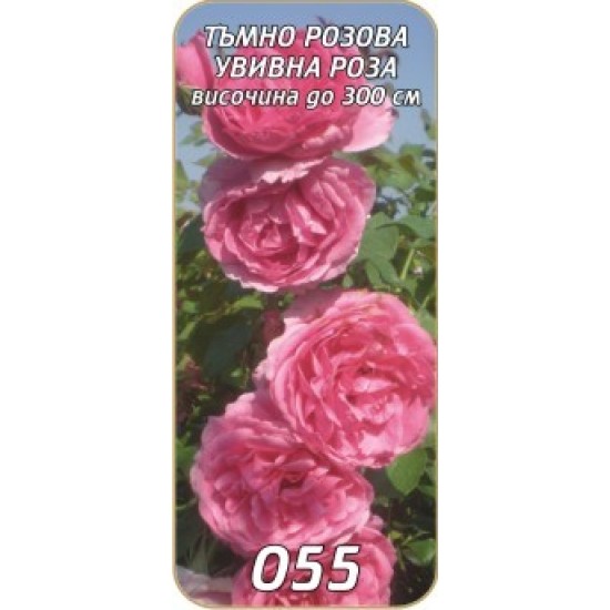 Роза тъмно розова увивна /катереща/