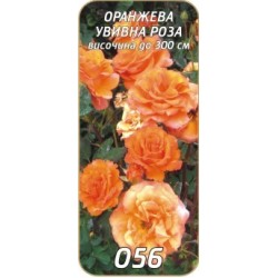 Роза оранжева увивна /катереща/
