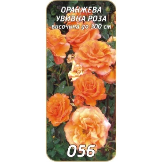 Роза оранжева увивна /катереща/
