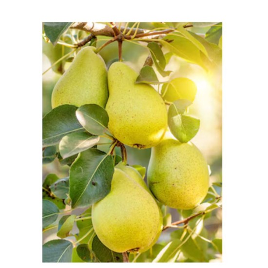 Круша Попска