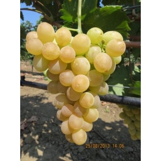 Афродита - БЕЗ СЕМЕ