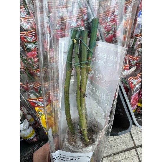 Роза тъмно червена