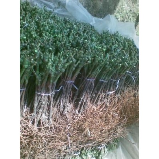 Афродита - БЕЗ СЕМЕ