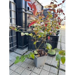 Синя Американска Боровинка Елиът в саксия