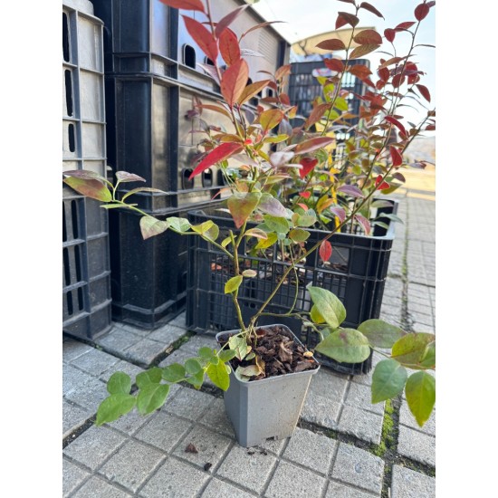 Синя Американска Боровинка Елиът в саксия