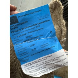 Картофи Сорая /SORAYA/ - 25кг Клас А 35/55