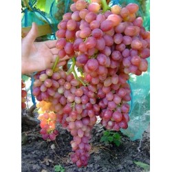 Кишмиш Лучистий - Без семе