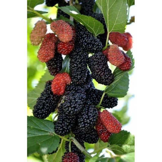 Черница облагородена едра черна 