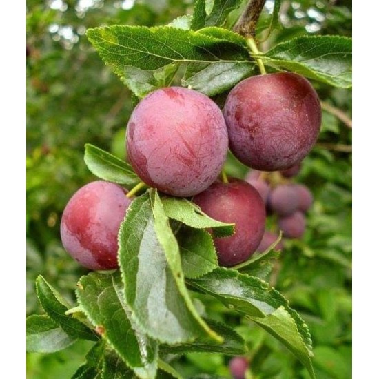 Слива Червена ренглота