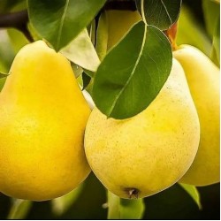 Круша Вилямова масловка