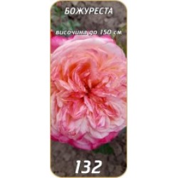 Роза божуреста