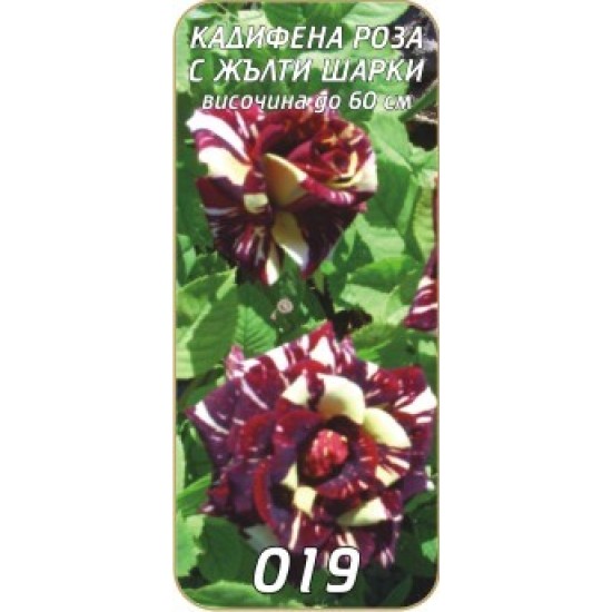 Роза кадифена с жълти шарки