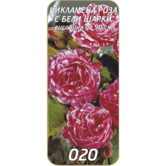 Роза цикламена с бели шарки