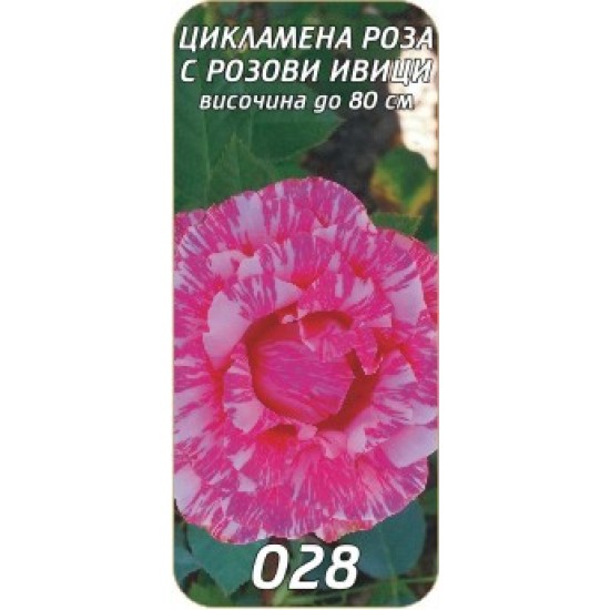 Роза цикламена с розови ивици