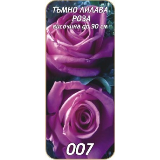 Роза тъмно лилава