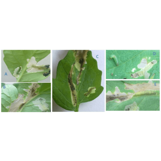 Феромон за доматен миниращ молец /Tuta absoluta/ + лепящ лист