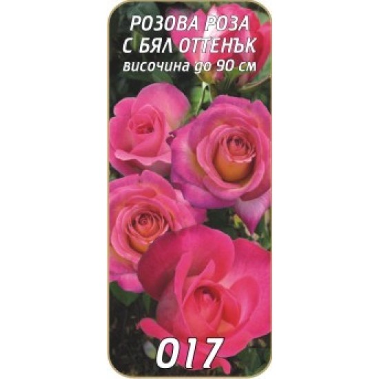 Роза розова с бял оттенък 