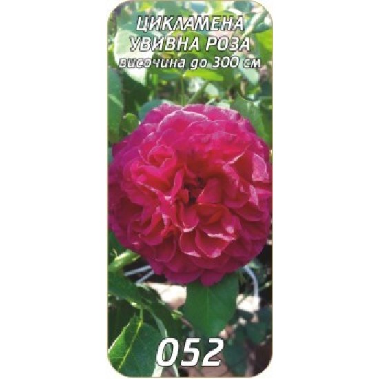 Роза Цикламена увивна /катереща/