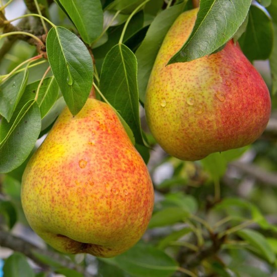 Круша Хубава юнска