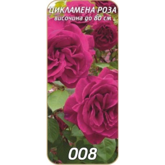 Роза Цикламена