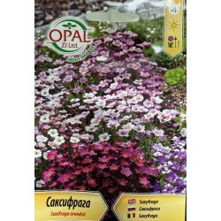 Саксифрага