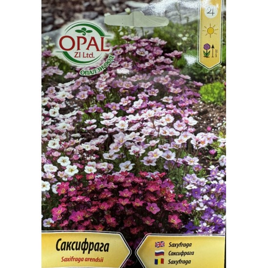 Саксифрага