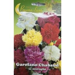 Карамфил шабо микс Buona luna