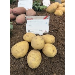 Картофи Ривиера /Riviera/ - 25кг Клас А 35/55